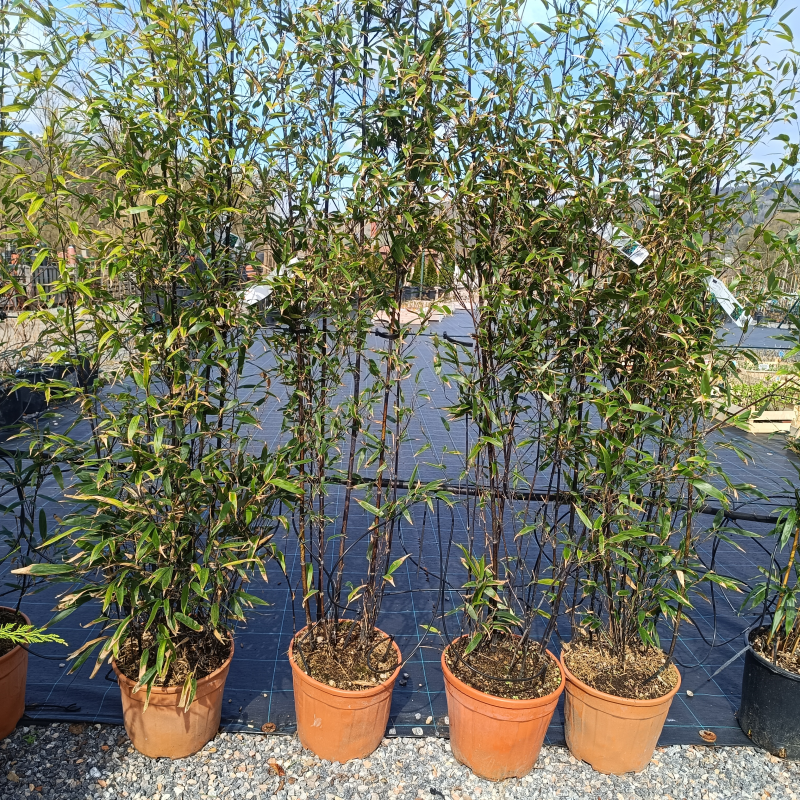 Phyllostachys nigra (Bambus čierny) - kont. C12L, výška 200-250 cm (-16°C)